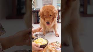 Not a single move is wasted😂在乞讨这件事上，没有一个动作时多余的 #dog #pets #goldenretriever  #funny