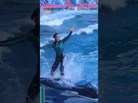シャチでサーフィン!!トレーナーさんの体幹凄すぎ!! #Shorts #鴨川シーワールド #シャチ #kamogawaseaworld #orca #killerwhale