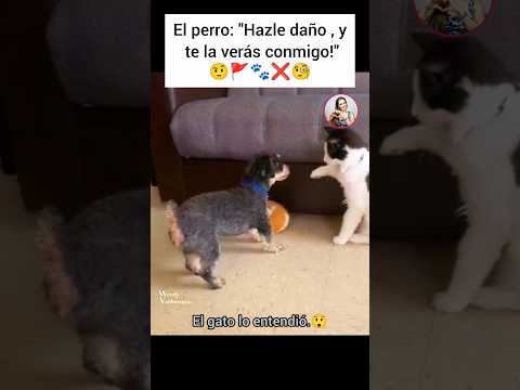 😲🚩Se lo advirtió!!🐾😯#amor #love #pets #doglover #perros #god #dios #dog #dogshorts #viralvideo