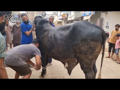 Chacha Ka Qurbani 2023 Ka Bachra "Kal'lu" Bhi Khud Qurban Krwaya Alhamdulillah 🥰 | AR Maani