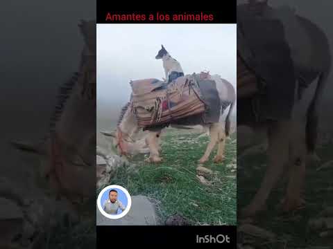 The smartest litle dog❤️🐎🐕 el perrito mas inteligente❤️ adorable.