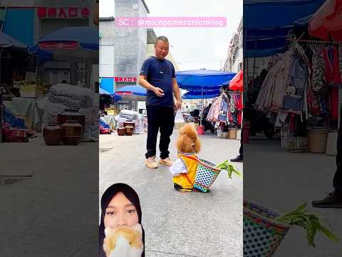 Anjing Penjual Sayur #funny #dog #pets #cute #dubbing #trendingshorts