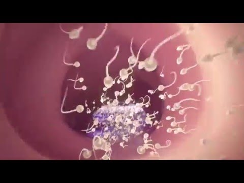 Conception explained - YouTube