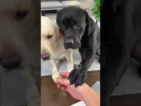 Dog: I won’t eat this dumpling! Cute pet debut plan, dogs become stings, dogs' thoughts are wr 🕺 P67