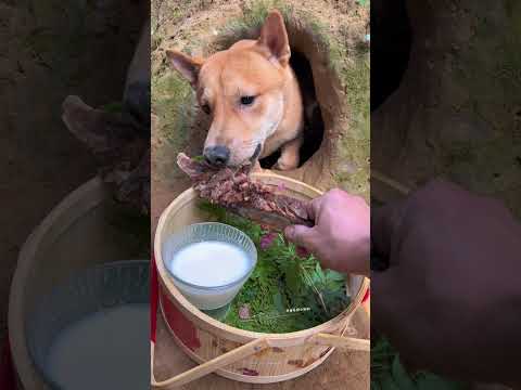 Hey boss, your takeout has arrived! #dog  #dogeating