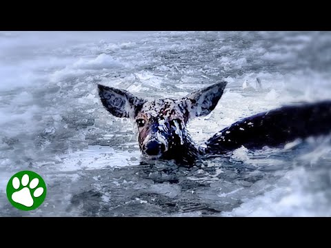 Frozen deer rescued from icy nightmare