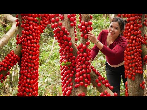 Harvesting Ripe Red KINGKONG Fruit🔥– A Shocking Market Surprise! 🤯 | Lý Tiểu Hương