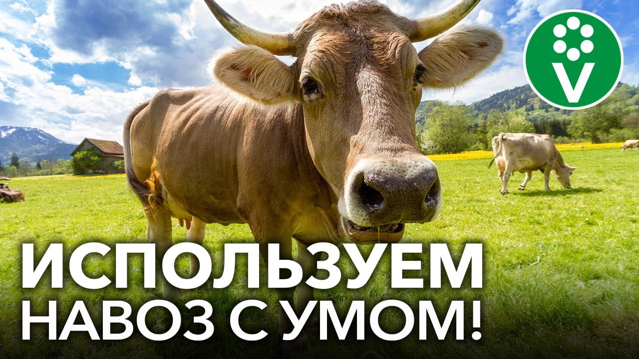 Применяем навоз с умом! Какой навоз самый лучший и как правильно его складировать