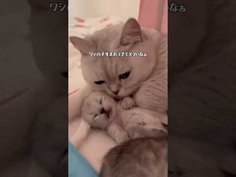 生きててエラい！【エラいが口癖のネコ】