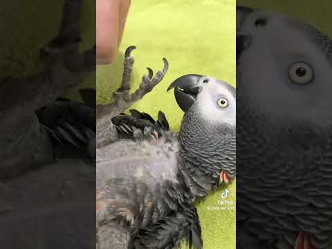 #funny #mustbewatch #trending #parrot #mustwatch #deer #mustwatchmoments #pets #mustwatchfunny #cute