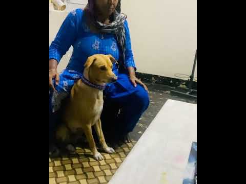 Funny dog training
