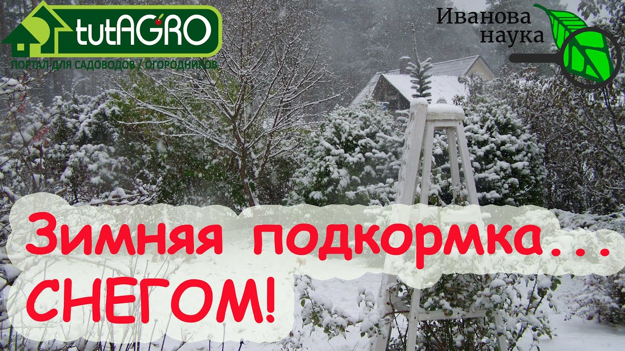 Для большого урожая лука и чеснока сделайте эту бесплатную подкормку зимой!