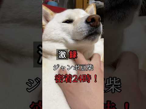激録ジャンボ豆柴密着24時!柴犬との暮らしはこんな感じです🤣 #shorts #柴犬 #犬 #dog