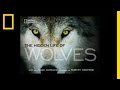 Understanding Wolves and Their Ecosystem