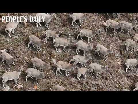 A huge flock of blue sheep was spotted trekking through the mountain ridges and alpine meadows