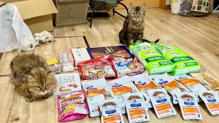 猫と巨大なお届け物を開封したらすごいことになった