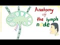 Lymph Node Structure and Function