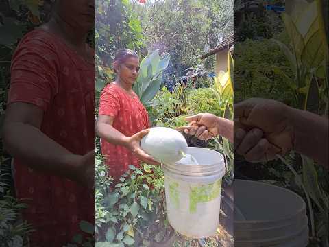 അമ്മേ നിക്ക്... ഒരു വീഡിയോ എടുത്തോട്ടെ 🫢 #കുമ്പളങ്ങാ പറിക്കാലോ നമുക്ക് #harvest