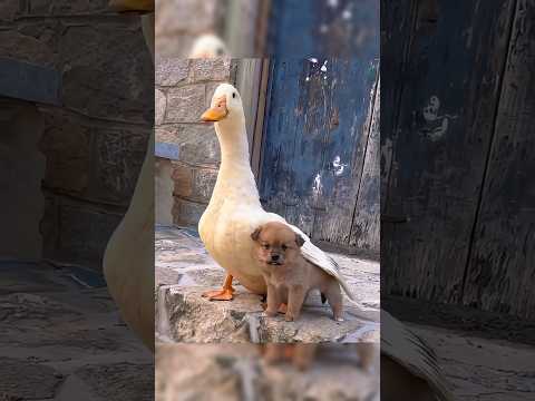 kutte Aur batak ki Pyar Bhari Dosti 😍 #animals #factomate #pets #petlovers