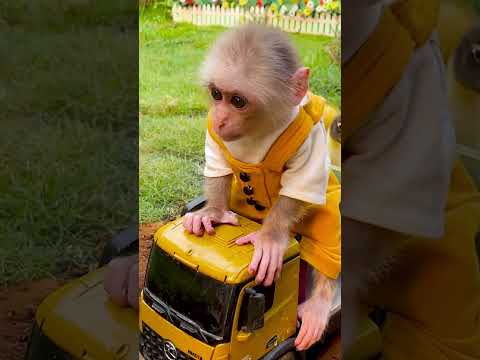 Obi monkey so smart  #animalshome #cute #monkeyobi #babyanimals #babymonkey #biboanimalhome
