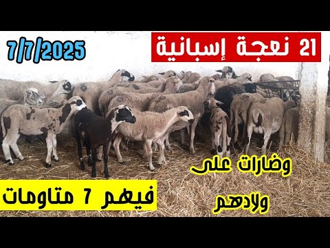 (21) نعجة فيهم 7 متاومات و 5 على ميلاد للبيع مابين فاس ومكناس 0751453158 فرجة ممتعة