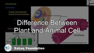 Difference Between Plant and Animal Cell