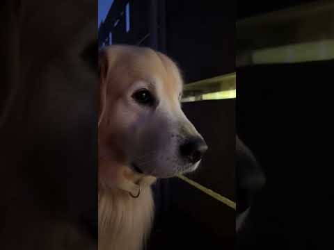 😭😭😭 Noooo way ... #dog #cat #dogs #cats #trend