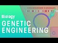Genetic Engineering and Insulin Production