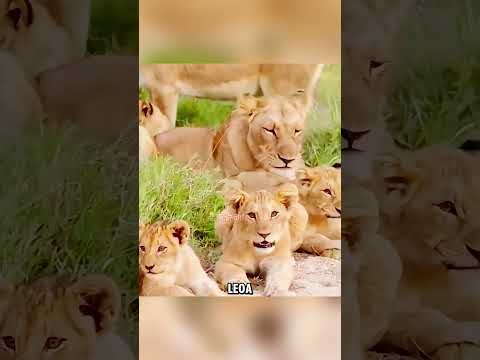 Um leopardo armou uma para os leões  #curiosidadesanimais #animais #animaisselvagens