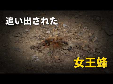 最も大切な女王蜂が、群れを追い出されました