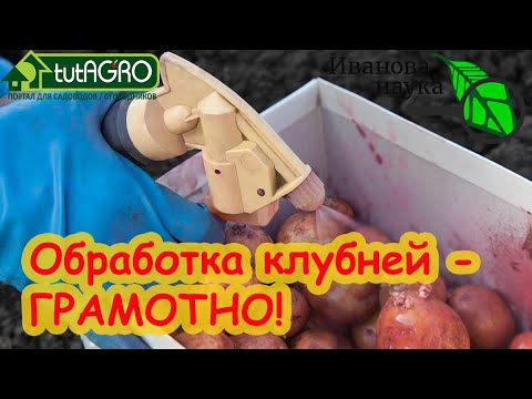 Обработка клубней картофеля без ошибок! Досадная ошибка, которая оставит вас без урожая картохи!