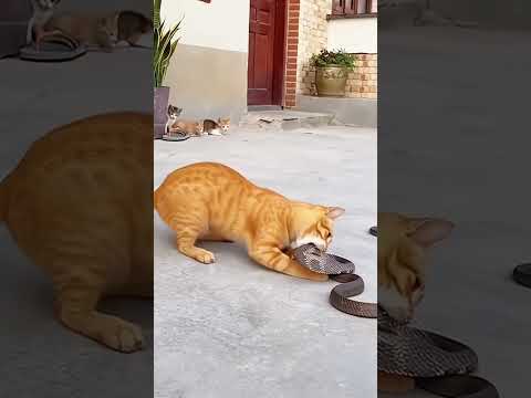 Mother Cat Fights a Cobra to Protect Her Kittens
