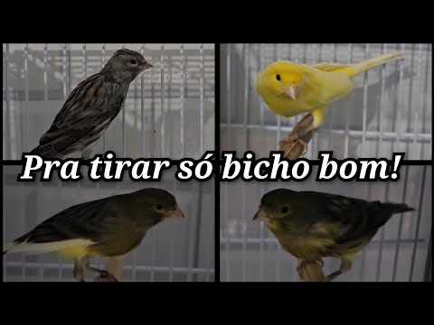 Cruzamento para tirar filhotes bons de canto! 🤩