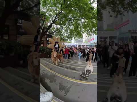 狗狗滑板下楼冲冲冲，把路边狗子看呆：这也可以！#法斗 #小法斗球球 #狗子成精了 #Cutepet #cat #dog #shorts