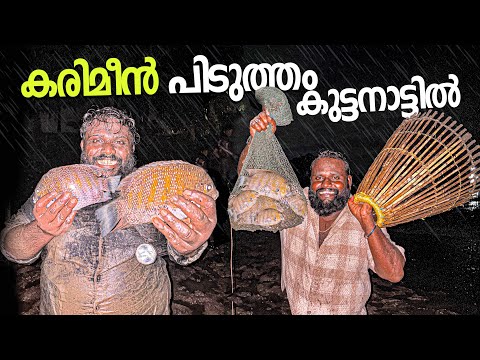 കുട്ടനാടൻ പാടം പറ്റിച്ചു 100kg കരിമീനിനെ തൂത്ത് വാരി പിടിച്ചപ്പോൾ 😱😮😱 #karimeenfishing 