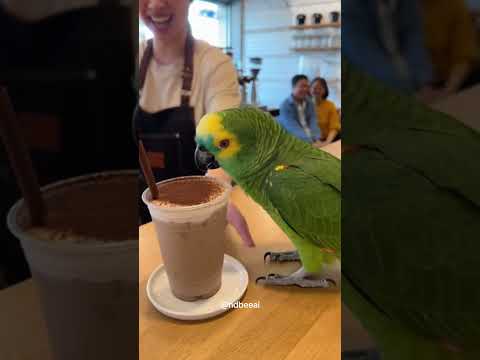 นกแก้วสั่งกาแฟได้ เก่งมากๆ #นกแก้ว #ai #sora2 #parrot