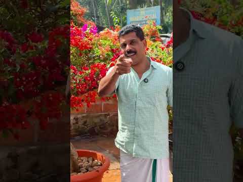ലക്ഷങ്ങൾ വില വരുന്ന കടലാസ് ചെടി😍ചെടികൾ ഇഷ്ടമുള്ളവരുണ്ടോ #garden #gardeningtips #gardening #plants