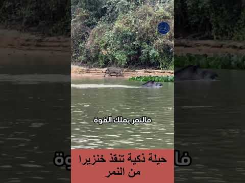 حيلة ذكية تنقذ خنزيرا من النمر