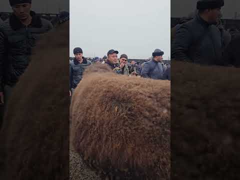 Bu Qanaqa Zod Kim Biladiii