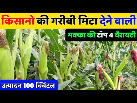 मक्के की बेस्ट वैरायटी | 50 क्विंटल उत्पादन | Best varieties of maize in india #maize #corn #variety