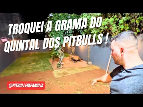Meus cachorros destruíram a grama e eu plantei uma nova 🐶🌱 #assista
