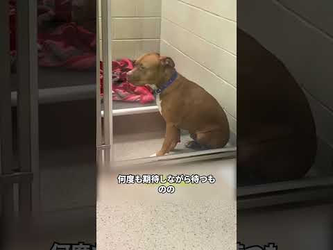 捨てられた可哀そう犬たち
