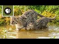 Kittens Learning to Interact with Water