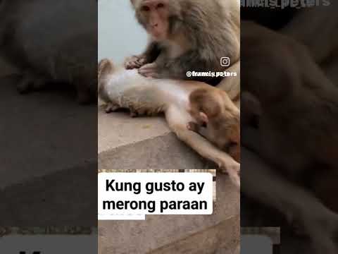 Small monkey