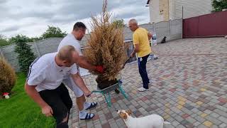 видео
