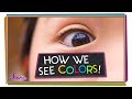 Understanding Color Perception