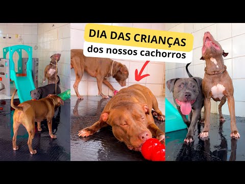 FIZ UM DIA DAS CRIANÇAS PARA MEUS CACHORROS 🛝