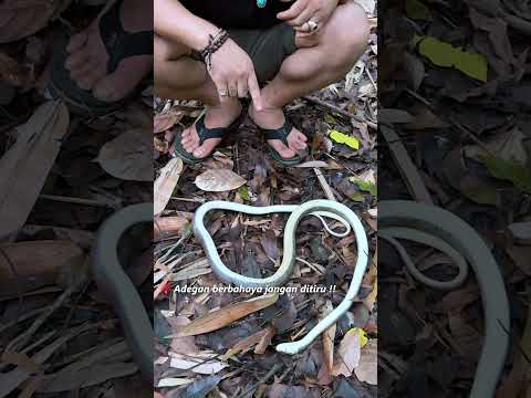 BARU DITANGKAP ULAR INI LANGSUNG MATI !!
