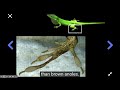 Anole Climbing Abilities and Adaptations