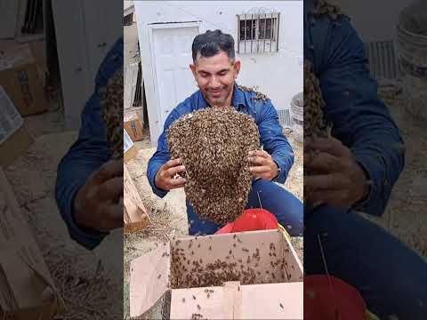 bees herald #sombrerodeabejas sombrero cubierto de abejas @beescreator #beesherald idaly Romero